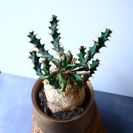 ユーフォルビア    スクアローサ    Euphorbia squarrosa  No.024