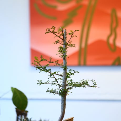 YAMABACHI ver. takero pot  × Operculicarya decaryi  no.102249