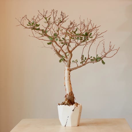 Bursera microphylla × N/OH (4号)  no.125/2
