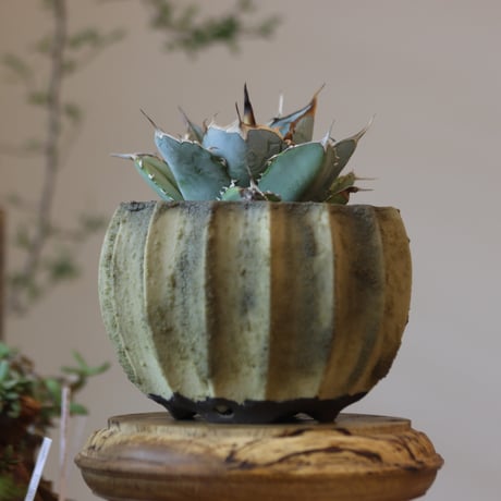 Agave titanota WIB × soso no.82524