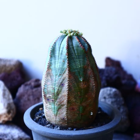 ユーフォルビア  オベサ    Euphorbia obesa　no.32201