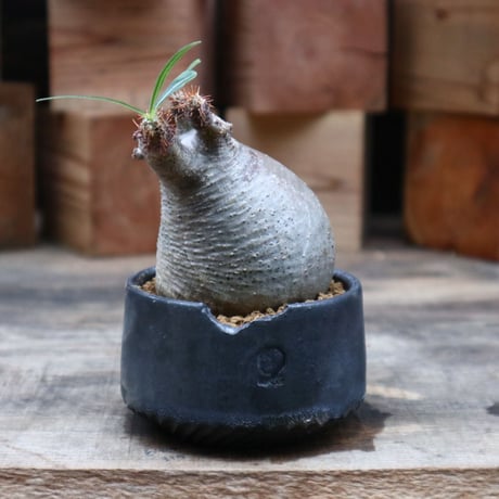 パキポディウム  グラキリス／Pachypodium  gracilius   no.91867