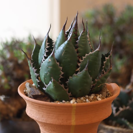 Agave horrida × N/OH   no.818110
