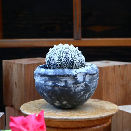 アストロフィツム   スーパー兜／Astrophytum asterias 'Super Kabuto'   no.60598