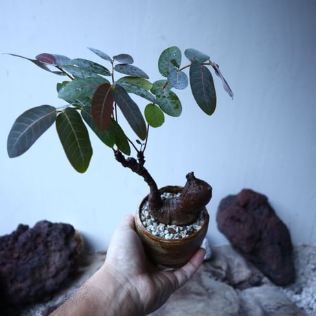 フィランサス   ミラビリス   Phyllanthus mirabilis  no.91501