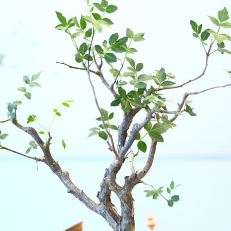 ブルセラ ファガロイデス / Bursera fagaroides   no.62520