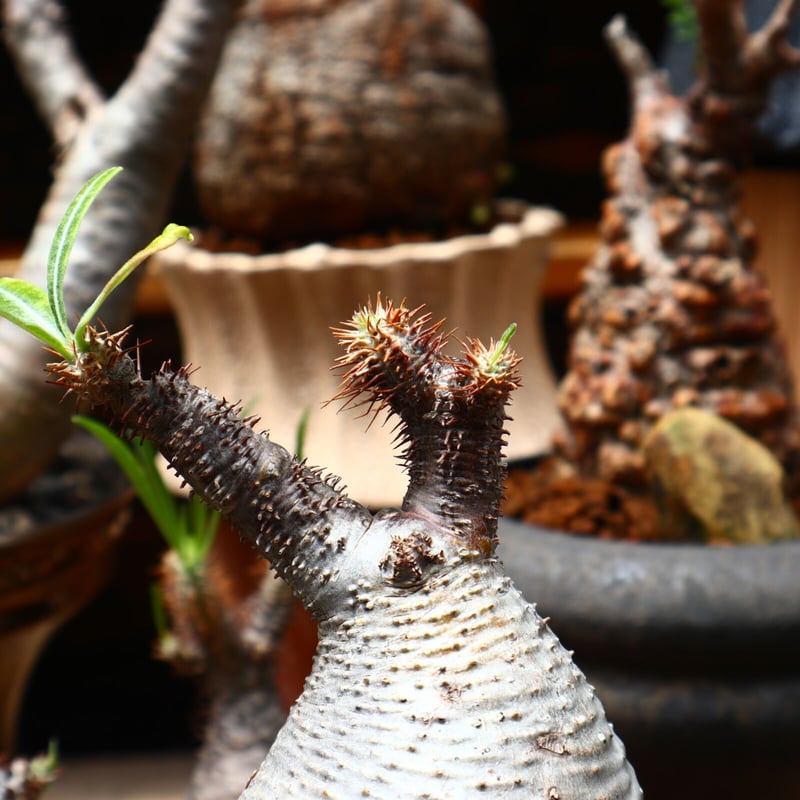 パキポディウム グラキリス／Pachypodium gracilius no.710
