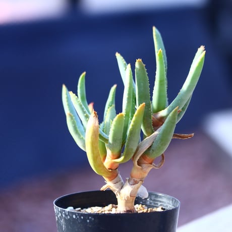 アロエ   ラモシシマ    Aloe ramosissima      no.21412