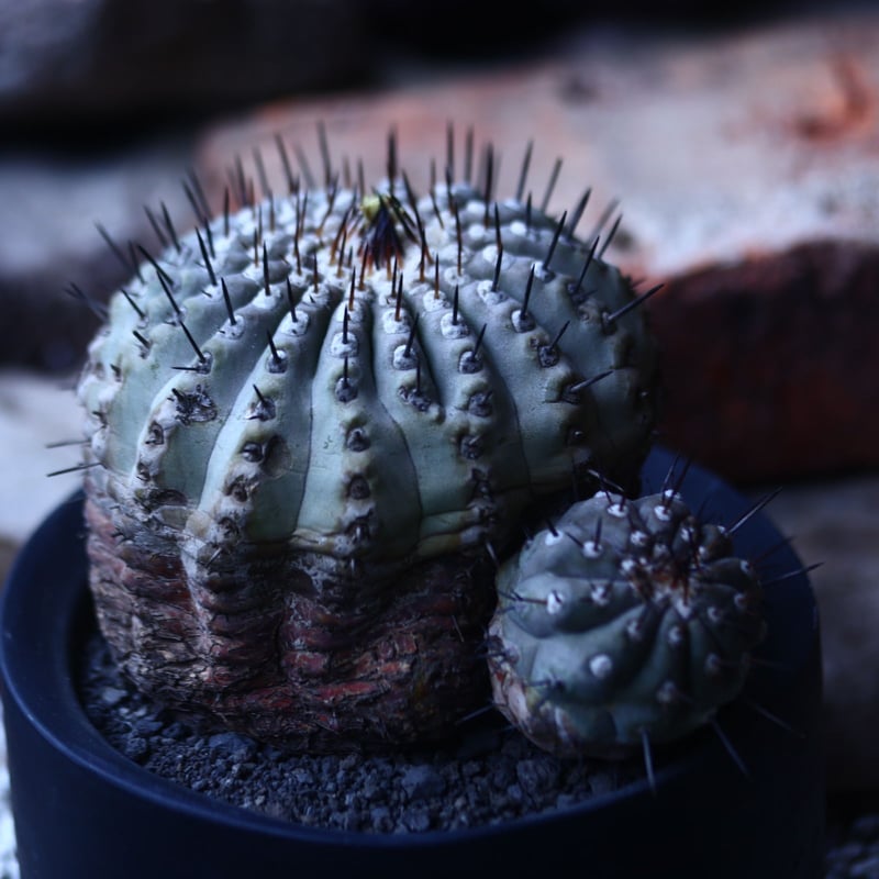 コピアポア 黒王丸 Copiapoa cinerea no.42677 | 芽の巣山