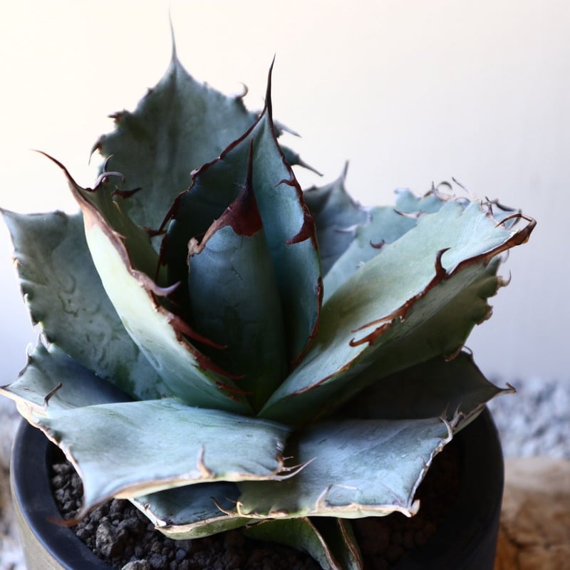 アガベ ホワイトアイスブルー Agave titanota white ice b アガベ ホワイトアイスブルー Agave titanota white ice b