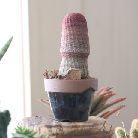 Echinocereus rigidissimus var. rubrispinus × YAMABACHI var. P&A   no.51923