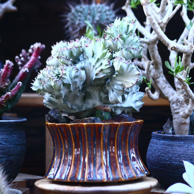 ユーフォルビア ラクテア綴化 no.122604 | 芽の巣山