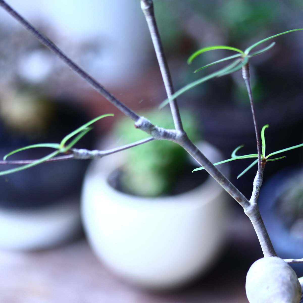 ユーフォルビア ヘディオトイデス Euphorbia hedyotoides no.7