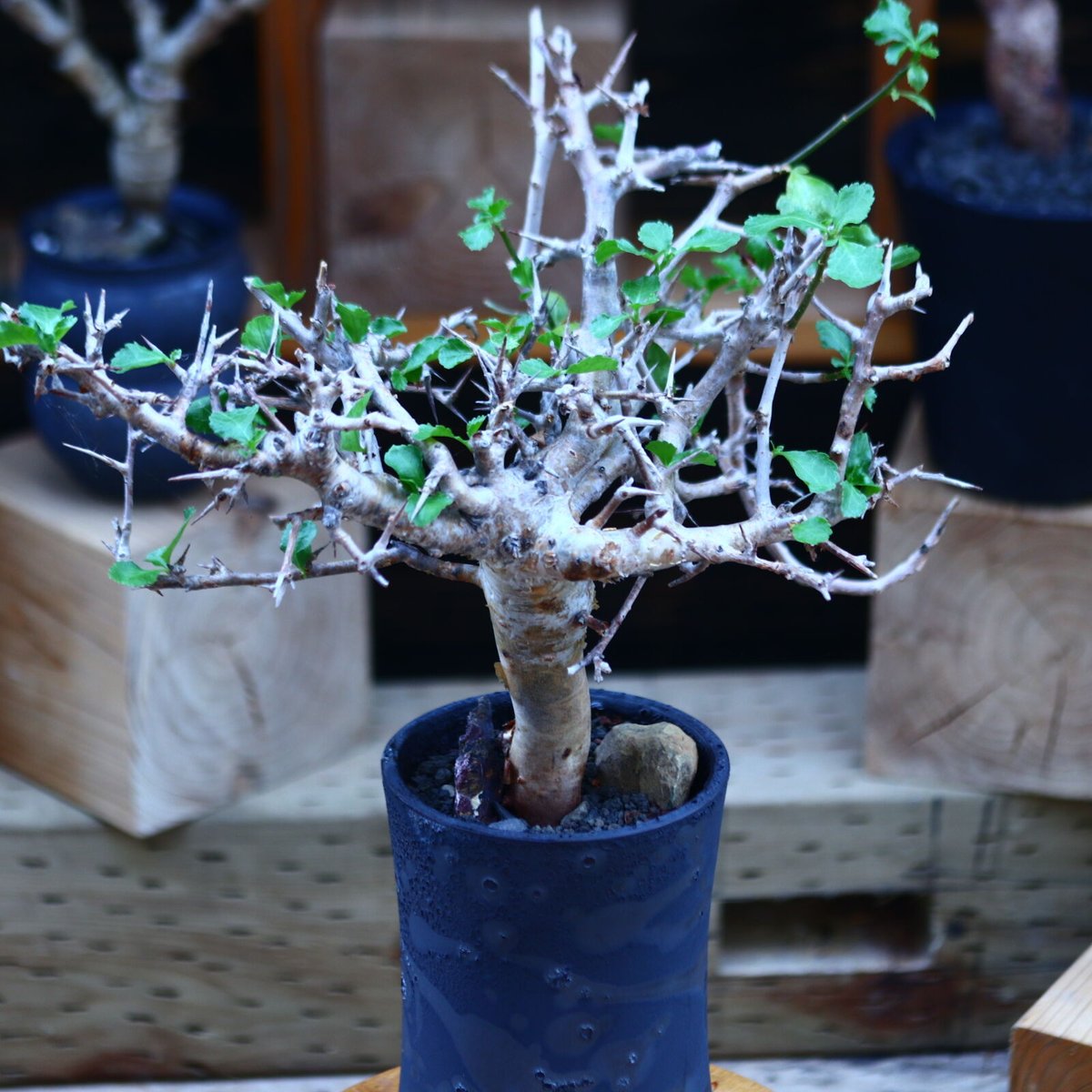 \"Commiphora wightii\" コミフォラ ワイティ 実生　良型 コミフォラ ワイティ／Commiphora wightii no.112045 | 芽の巣山