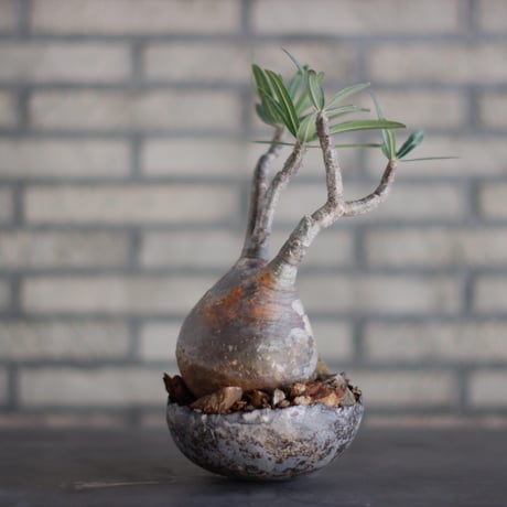 Pachypodium gracilius × takero pot (4.5号)  no.928/18
