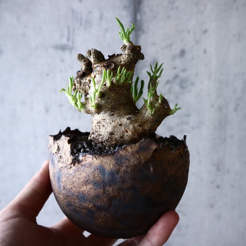 チレコドン ペアルソニー Tylecodon pearsonii no.016 | 芽の巣山