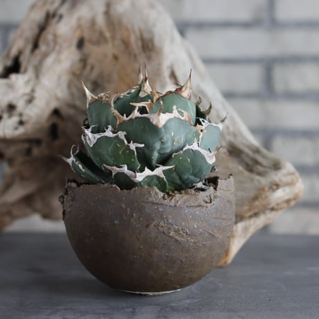 Agave titanota personal collection × takero pot (4.5号)  no.629-44