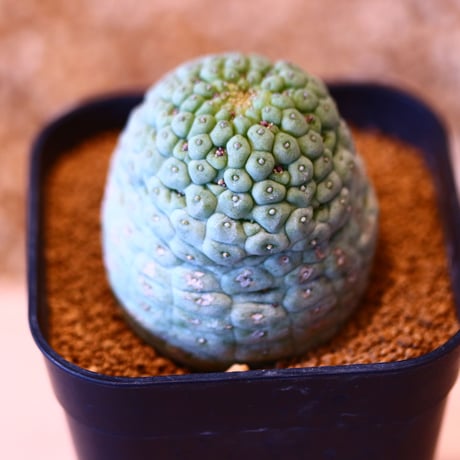 ラリレアキア カクティフォルメ  仏頭玉 / Larryleachia cactiformis　no.50701