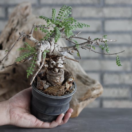 Boswellia neglecta × Yuta Uchida (3.5号)  no.629-41