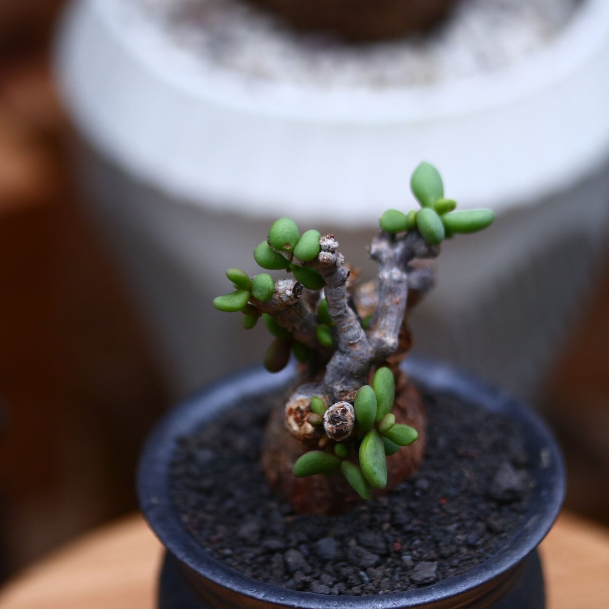 ケラリア ピグマエア／Ceraria pygmaea no.102407 | 芽の巣山