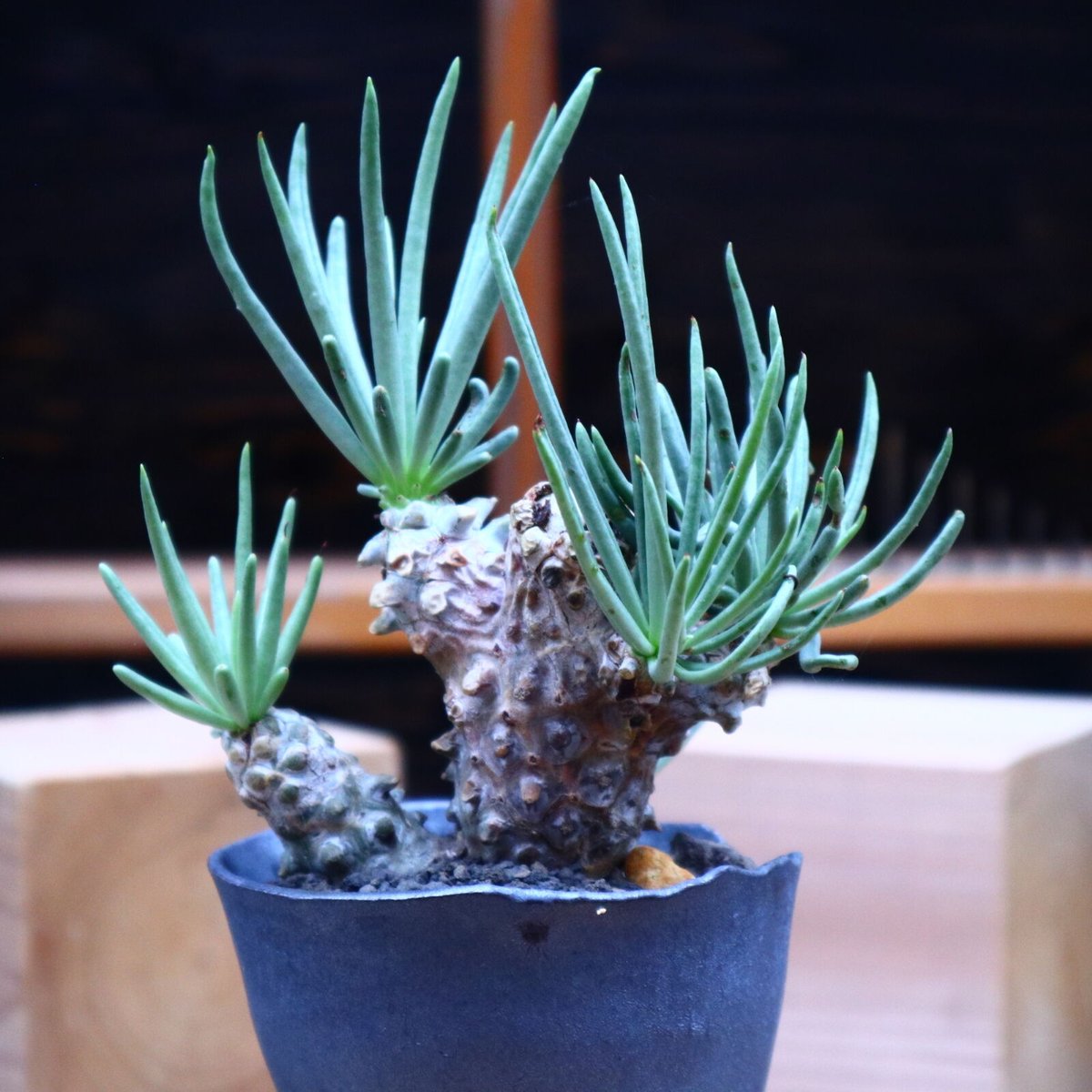 特大 現地株 チレコドン ワリチー 特大 現地株 チレコドン ワリチー