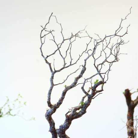 コミフォラ モンストローサ / Commiphora monstrosa   no.62506