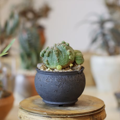 Euphorbia  symmetrica × takero pot (3号)  no.104/26