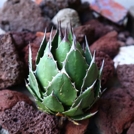 アガベ ホリダ   Agave horrida   no.30823