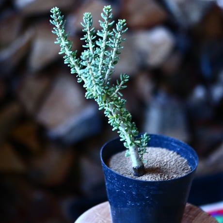 namaquensis | STORES