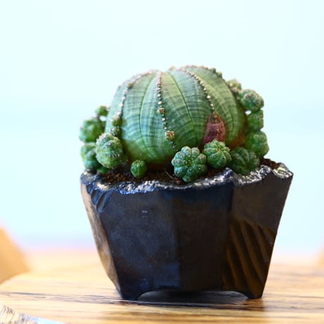 N/OH × Euphorbia symmetrica   no.61808