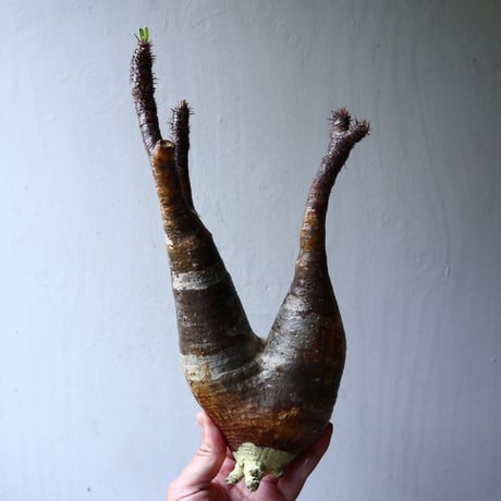 パキポディウム グラキリス 2頭 Pachypodium rosulatum var. gracilius no.70707