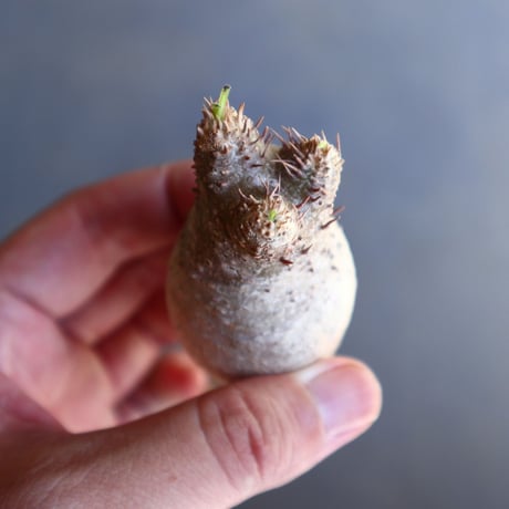 パキポディウム グラキリス 抜苗  Pachypodium rosulatum var. gracilius no.100608