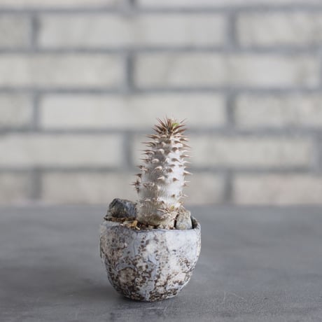 Pachypodiu makayense × takero pot (2.5号)  no.621/61