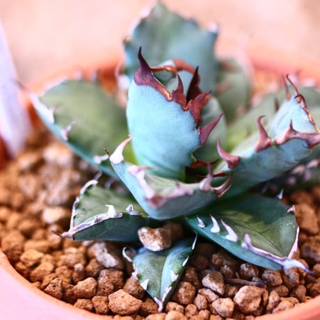 【9/9入荷未発根未活着ベアルート植込み】 Agave titanota 姫厳竜 no.91762