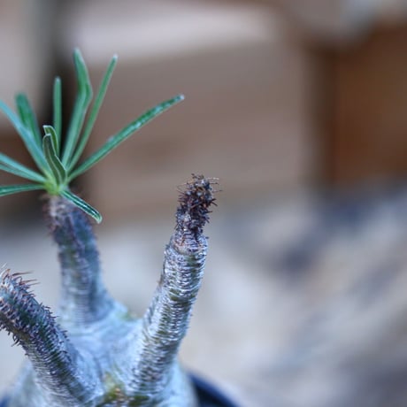 パキポディウム  グラキリス ／Pachypodium  gracilius     no.110724