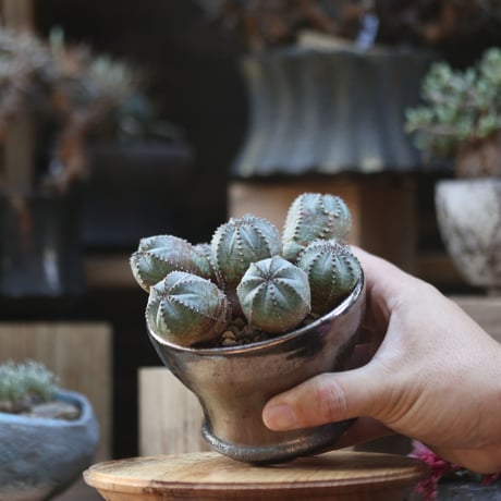 ユーフォルビア  オベサ hyb. ／Euphorbia obesa  hyb.    no.110605
