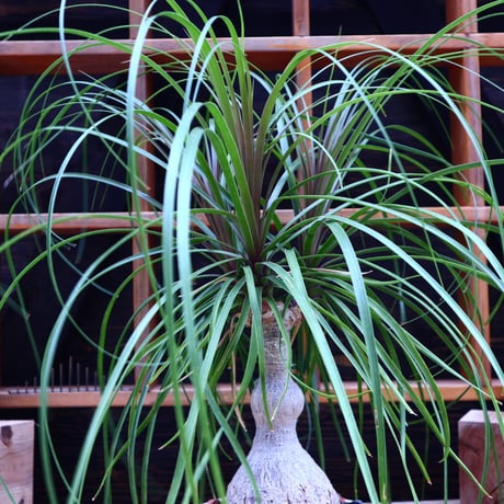 トックリラン／Beaucarnea recurvata   no.60650