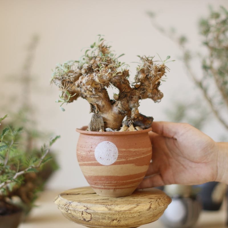 Othonna euphorbioides / 黒鬼城 × N/OH (3.5号) no.