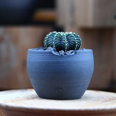 ギムノカリキウム   フィードリッフィーLB2178／Gymnocalycium friedrichii    no.120544