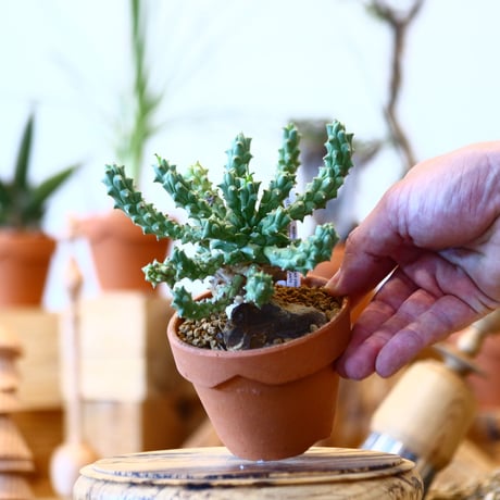 YAMABACHI × Euphorbia tuberculata   no.100146