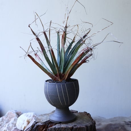 レウクテンベルギア  晃山    Leuchtenbergia principis  no.51921