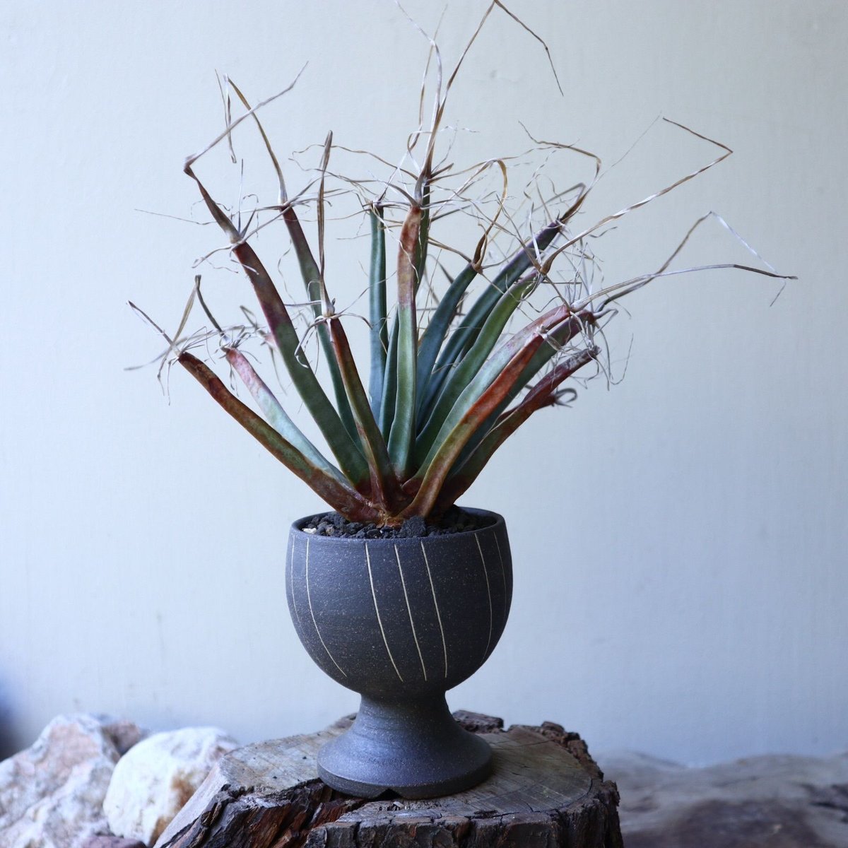 レウクテンベルギア 晃山 Leuchtenbergia principis no.5