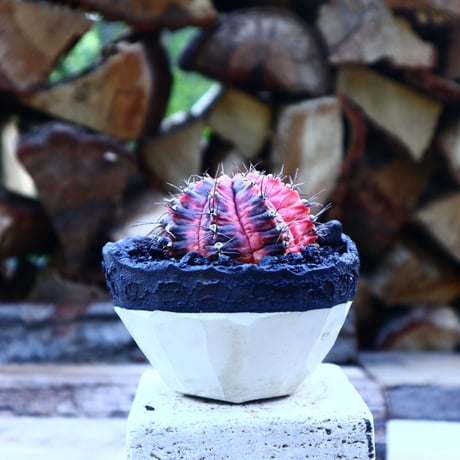 ギムノカリキウム   緋牡丹錦／Gymnocalycium friedrichii f. variegata   no.50911