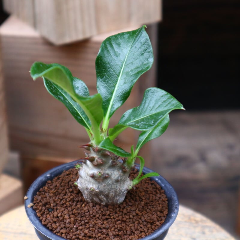 パキポディウム ウィンゾリー 実生 Pachypodium windsorii パキポディウム ウィンゾリー 実生株 066 Pachypodium windsorii