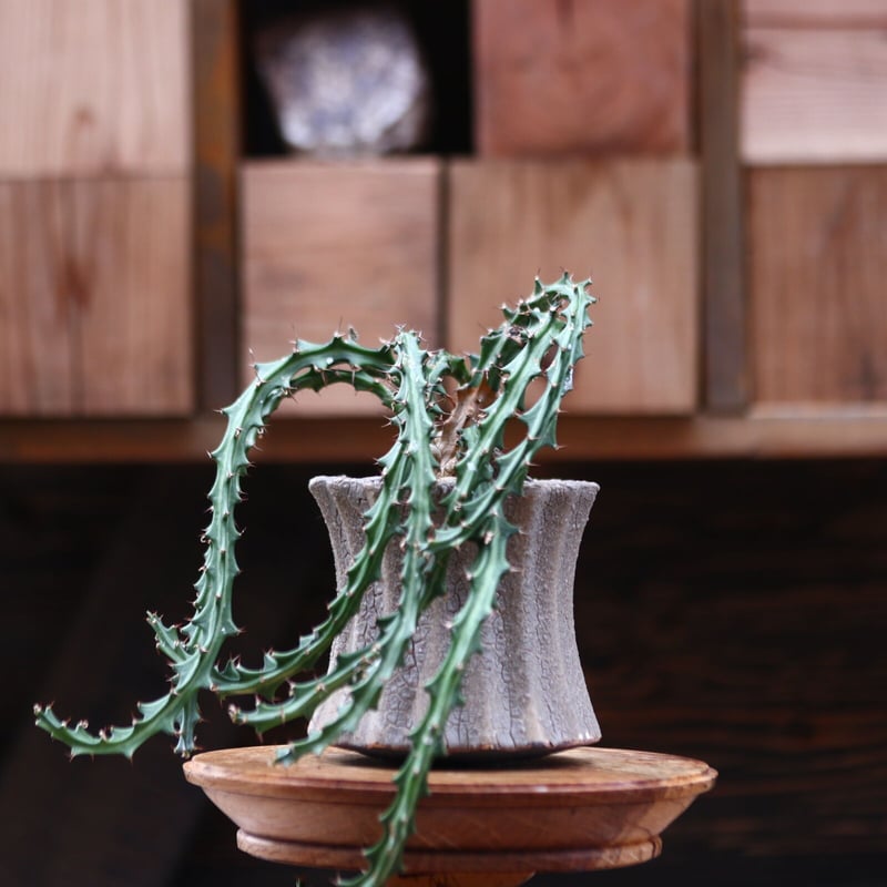 ユーフォルビア クンチー／Euphorbia knuthii no.20526 | 芽の巣山