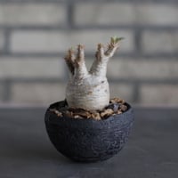 Pachypodium gracilius × takero pot (3号)  no.524/31