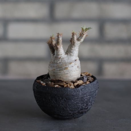 Pachypodium gracilius × takero pot (3号)  no.524/31