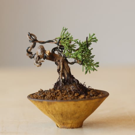 真柏 / YOSHIZAWA3-SHOHINBONSAI   no.223-23