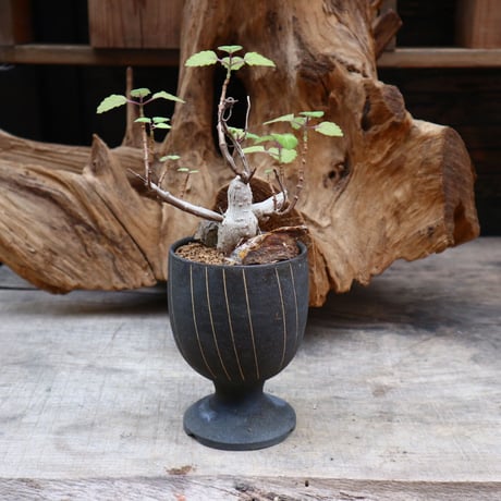 プレクトランサス エルンスティ/ Plectranthus ernstii   no.31266