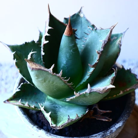 アガベ   チタノタ    Agave titanota    no.11233
